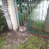 Zakleszczona sarna w ogrodzeniu. Pomogła Straż Miejska