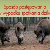 Sposób postępowania w wypadku spotkania dzika